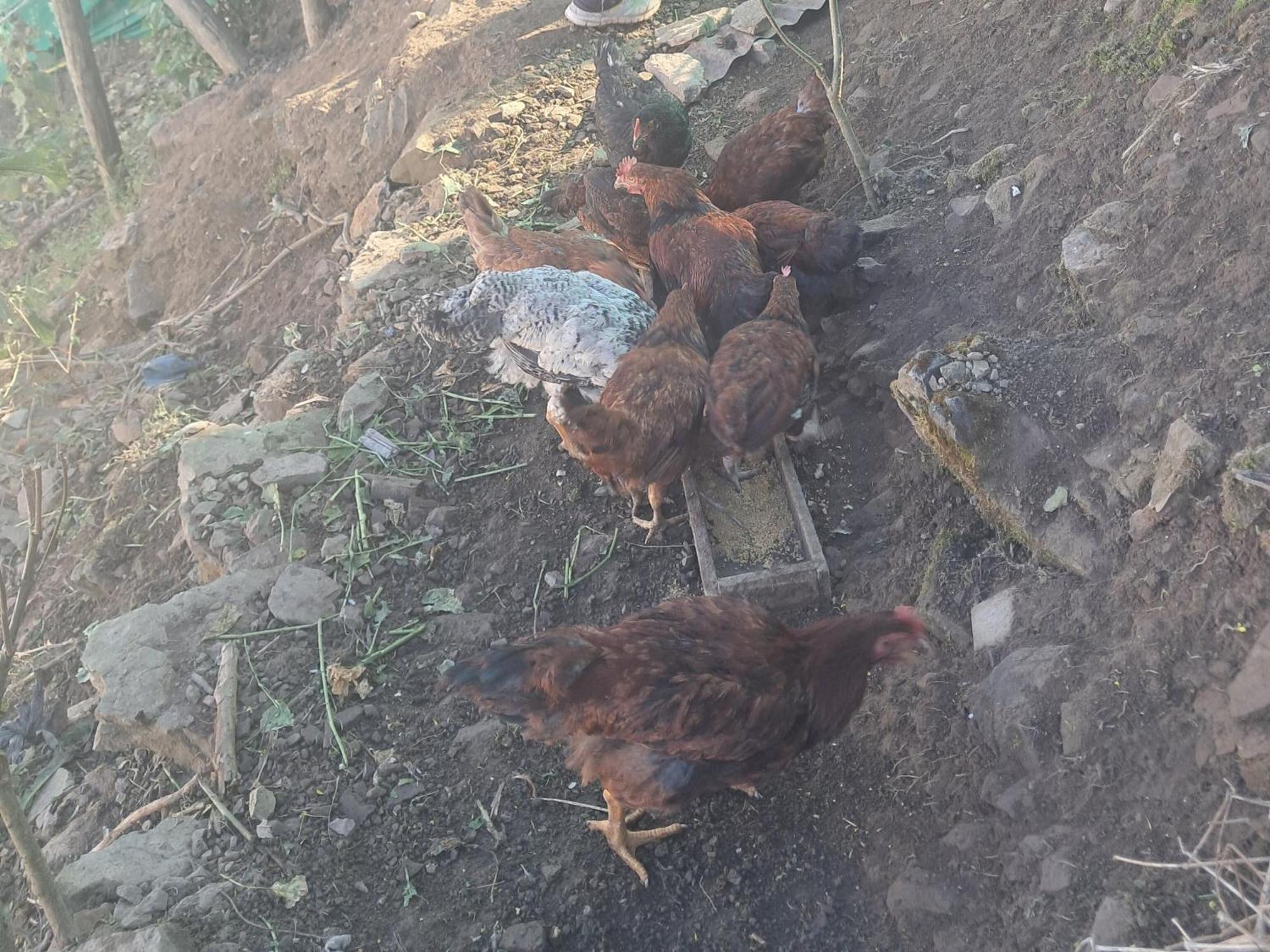 Giftland Homestay Āīzawl エクステリア 写真